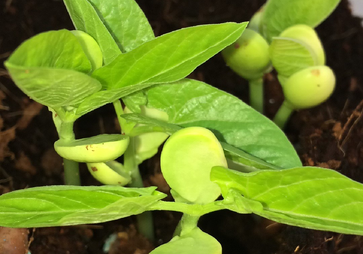 germination on-test