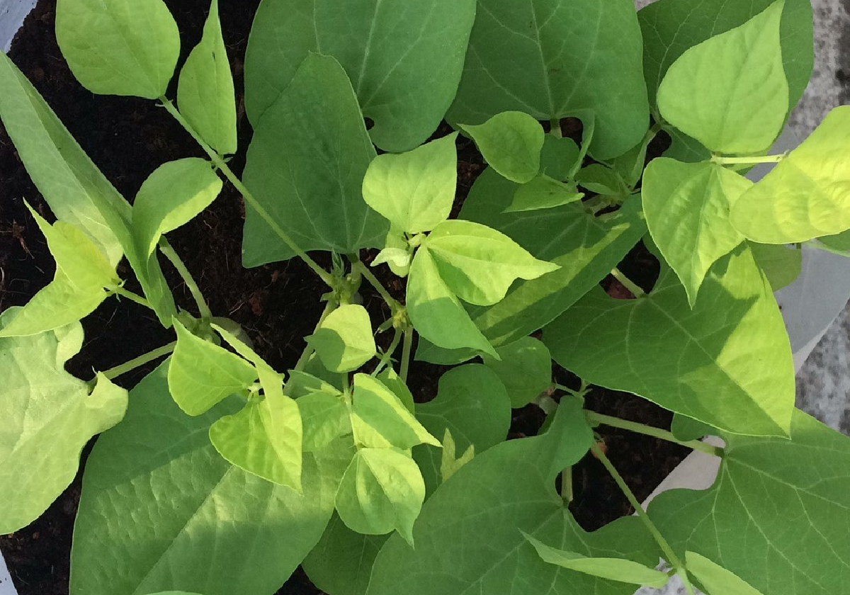 growth test